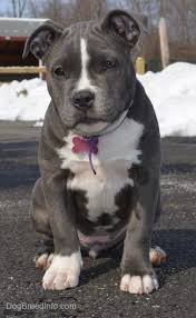 American Bully Dog Breed Information And Pictures