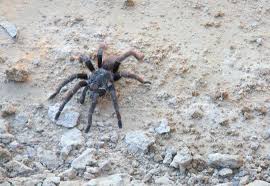 https www tarantula spider com how can i buy a tarantula tarantula spider animals