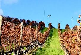 A common cause of tree damage in backyards and small woodlands is from sapsuckers ( sphyrapicus spp.), which are a species of woodpecker. Repel Pest Birds From Your Vineyards With Amazing Frightkite Wine Industry Advisor
