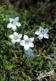 Image result for Wahlenbergia abyssinica