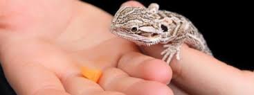 2x small kale leaves, 1 small pumpkin piece. Best Foods For A Bearded Dragon Bearded Dragon Care 101