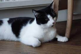 Cat Purchased Online Now Needs New Home Cats Cats Kittens Kittens Cutest