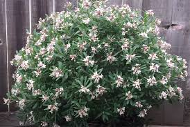 Image result for Synandrodaphne