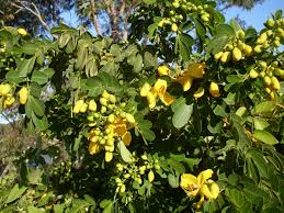 Image result for Cassia angolensis