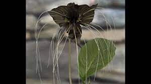 Growing The Black Bat Flower Tacca Chantrieri Youtube