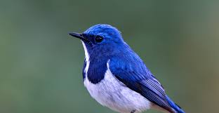 Participant Corner: The Advantage of Saving Early