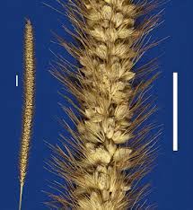 Image result for Setaria incrassata