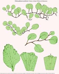 Image result for Didymoglossum