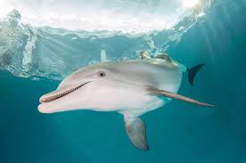 You can use this swimming information to make your own swimming trivia questions. Winter Superfan Quiz Clearwater Marine Aquarium