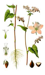 Image result for Fagopyrum esculentum