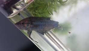 Woman Adopts Half Dead Fish And Completely Transforms Him Betta Fish Betta Fish