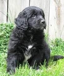 Thinking about getting a newfoundland mix? 15 Newfoundland Mixes Breeds Enormous Newfies To Nuzzle You