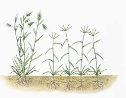 Image result for Themeda triandra