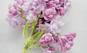 Maybe you would like to learn more about one of these? The Flower Artisan Flower Care