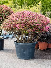 Maybe you would like to learn more about one of these? Buy Azalea Japonica Blaauw S Pink Bush 58 47 Soilculture Nieuwkoop Europe
