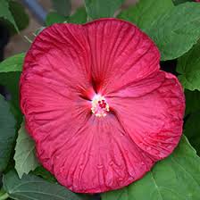 Image result for Hibiscus ludwigii