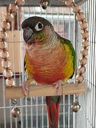 Conure Wikipedia