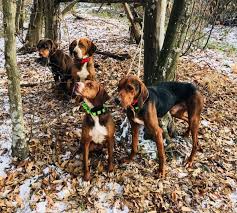 Macar Sultan Cesi Charo Deliorman Av Kopekleri Plott Hound Bulgaria Facebook