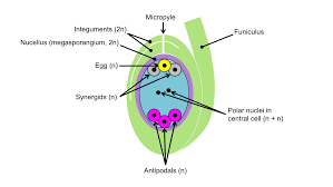 Draw Labelled Diagram Of Polygonum Type Of Embryo Sac ?​ - Brainly.In