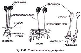Classification Of Fungi With Diagram