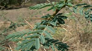 2,288,913 verts (total number of 3 trees): Acacia Nilotica Acacia Arabica Vachellia Nilotica Gum Arabic Tree Babul Kikar Ayur Times