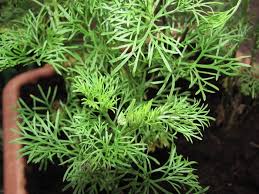 Par 15 nom latin : Foto S Van Colakruid Artemisia Abrotanum Var Maritima