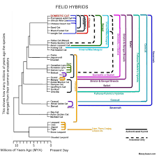 Felid hybrids - Wikipedia