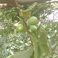 Image result for Syzygium rowlandii