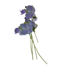 Image result for Psophocarpus grandiflorus