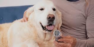Apply the dremel to the nail with a quick swiping motion. How To Trim Your Dog S Nails At Home Dremel