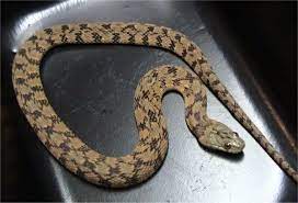 Diamondback Water Snake Nerodia Rhombifer Reptile Snake Diamondbacks Reptile Snakes