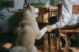 Mag Een Hond Kaas Ontdek Hier Of Het Wel Of Niet Goed Voor Je Hond Is