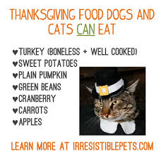 Cooking starches used in thickening sauces and fillings have different properties. Thanksgiving Food For Dogs And Cats Irresistible Pets Foods Cats Can Eat What Can Puppies Eat Cats