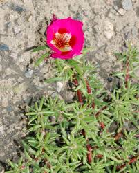 Image result for Portulaca kermesina