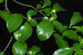 Image result for Catunaregam