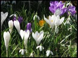 În rochii înflorite până jos. Tudor Gheorghe E PrimÄƒvarÄƒ IarÄƒsi PrimÄƒvarÄƒ