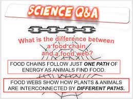 Food Chains And Food Webs Amped Up Learning Food Web Life Science Lessons Food Chain