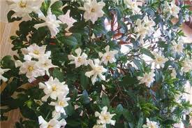 An annual application of 45 pounds of chicken manure and chicken litter, or more, per year for every 100 square feet will be just right to work wonders in your vegetable garden and. Gardenia Rose Clicks A Knife The Buds Are So Many That They Burst And The Branches Are Bent The Plant Aide
