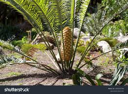 Image result for Encephalartos villosus