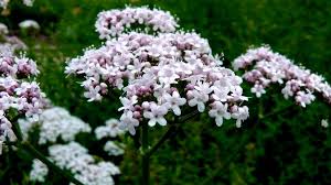 Image result for Valeriana capensis
