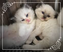 Through careful selective breeding we have. Affectionate Ragdoll Kittens For Sale In Texas Gianna S Dolls