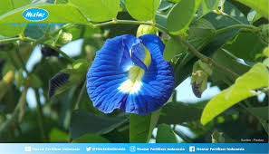 Bunga tunjung biru yang dipakai ibunya sakawuni untuk mengobati aria kamandanu yang sedang terluka karna ilmu empu tong bajil segoro geni. Kasiat Bunga Tunjung Biru 19 Kehebatan Khasiat Bunga Telang Baik Untuk Wanita Jenis Khodam Nyai Peri Tunjung Biru Bulan