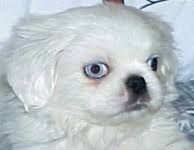 Look over all of our puppies for sale in colorado and you're sure to find that lovable puppy you've always wanted. Toy And Sleeve Pekingese Pekingese Puppies For Sale Pekingese Breeder My Website Terry Lee Akc English Bull Dog Puppies For Sale