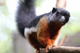 Pin By Megan Styles On 7 Greenville Zoo Squirrel Koala Bear Prevost
