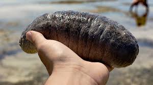 Sea cucumber, (class holothuroidea), any of 1,200 species of marine invertebrates that constitute a class within the phylum echinodermata. Sea Cucumbers Are So Valuable That People Are Risking Their Lives Diving For Them