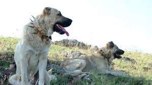 Ruyada Kangal Kopek Gormek Ruyandagor Com