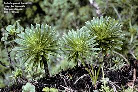 Image result for Lobelia kalobaensis