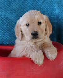 Sweet Goldenretriever Golden Retriever Puppies Dog Lovers Funny