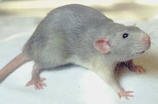 Mga resulta ng larawan para sa Australian blue rats"