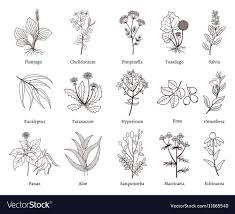 Medicinal Herbs And Plants Doodle Vector Image On Vectorstock Plant Doodle Plant Sketches Medicinal Herbs